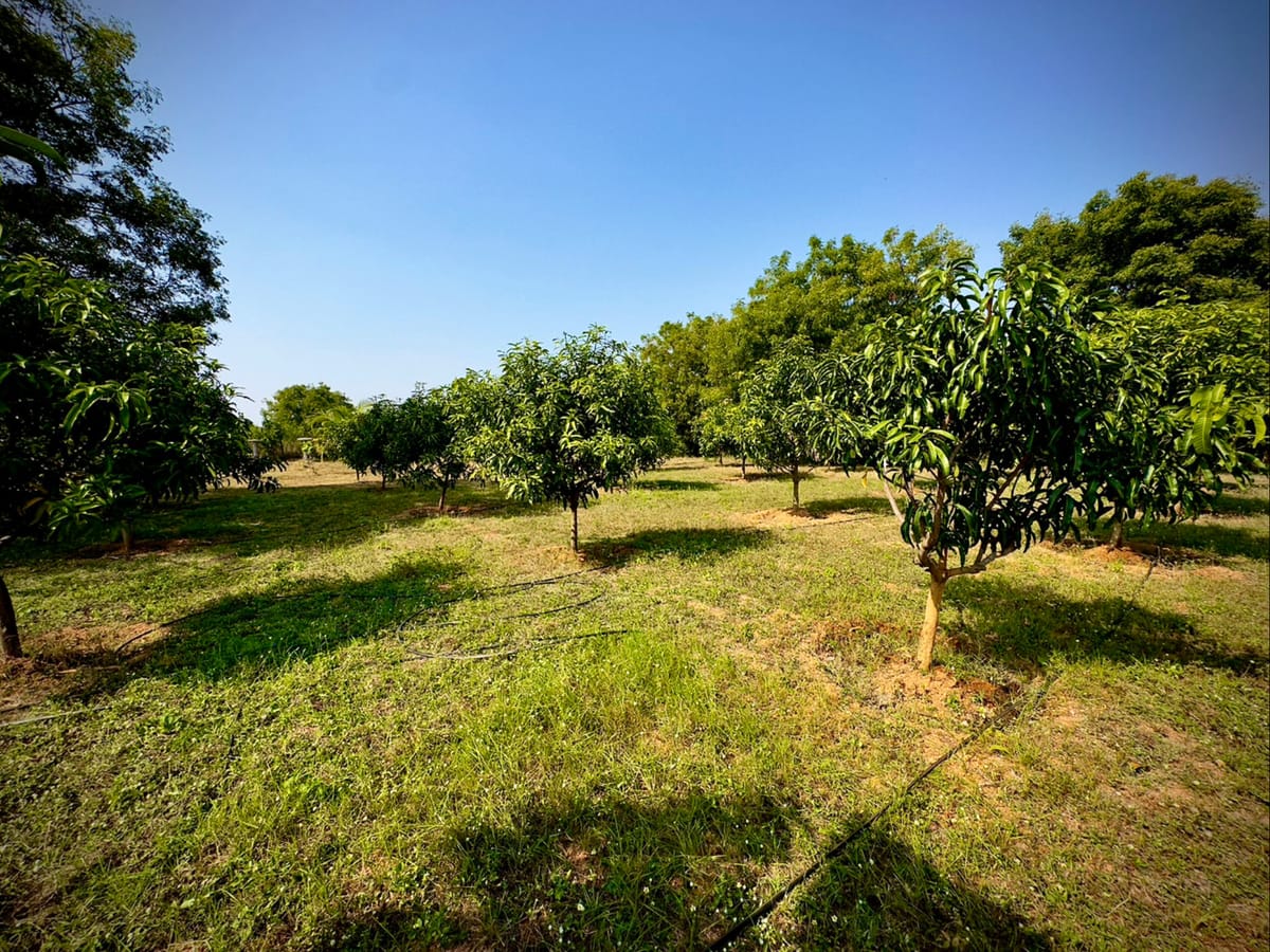 MangoHut Farmhouse — 5